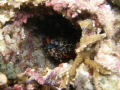 Mantisshrimp at home Mantisshrimp at home