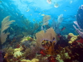 Coral Reef Scene Elbow Reef John Pennekamp Coral Reef State Park Key Largo Florida USA Coral Reef Scene Elbow Reef John Pennekamp Coral Reef State Park Key Largo Florida USA