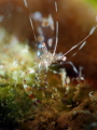 Pederson Cleaner Shrimp Mingo Cay U.S. Virgin Islands Pederson Cleaner Shrimp Mingo Cay U.S. Virgin Islands