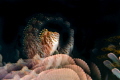 Dwarf hawkfish. Dwarf hawkfish.
