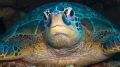 Sleeping turtle Sleeping turtle