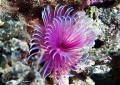 Feather duster worm/Photographed with a Canon 60 mm macro lens at Alor Indonesia. Feather duster worm/Photographed with a Canon 60 mm macro lens at Alor Indonesia.
