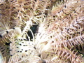 Black Spotted Egg Cowries Calpurnus verrucosus Smooth Beak Crinoid Shrimp Laomenes nudirostris on sea star Black Spotted Egg Cowries Calpurnus verrucosus Smooth Beak Crinoid Shrimp Laomenes nudirostris on sea star