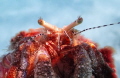 Don t be jealous ladies but look at these lashes . Hermit crab walking on the sandy bottom in St. Thomas. Taken with TG 4 in Seafrogs housing. Don t be jealous ladies but look at these lashes . Hermit crab walking on the sandy bottom in St. Thomas. Taken with TG 4 in Seafrogs housing.