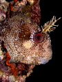 Parablennius gattorugine Parablennius gattorugine