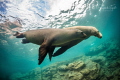 Sea lions in Green Los Islotes de La Paz Sea lions in Green Los Islotes de La Paz