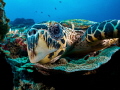 Oi you it s Friday
Hawksbill Turtle Eretmochelys imbricata
Bali Indonesia Oi you it s Friday
Hawksbill Turtle Eretmochelys imbricata
Bali Indonesia