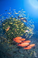 Image from Atlantis reef just a little further down from the previous picture posted of this reef in Ponta do Ouro. Image from Atlantis reef just a little further down from the previous picture posted of this reef in Ponta do Ouro.