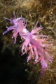 Nudibranch Flabellina Affinis lens 60 mm f/11 1/200 ISO 200 Nudibranch Flabellina Affinis lens 60 mm f/11 1/200 ISO 200