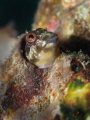 Molly Miller Blenny Lauderdale by the Sea Florida Molly Miller Blenny Lauderdale by the Sea Florida