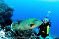 Pucker Up Big Boy/Dive buddy and Napoleon Wrasse photographed with a Tokina 10 17 mm fisheye lens at Elphinstone Pucker Up Big Boy/Dive buddy and Napoleon Wrasse photographed with a Tokina 10 17 mm fisheye lens at Elphinstone