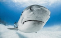 A tiger shark comes in low and close against my dome port at 10mm at Tiger Beach.