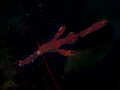 Night Rider
Robust Ghost Pipefish Solenostomus cyanopterus
Bali Indonesia Night Rider
Robust Ghost Pipefish Solenostomus cyanopterus
Bali Indonesia