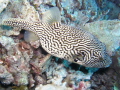 Map Puffer Arothron mappa Map Puffer Arothron mappa