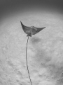 Eagle ray sculpture like Eagle ray sculpture like
