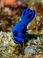 Kinda Blue
Nudibranch Tambja morosa
Bali Indonesia Kinda Blue
Nudibranch Tambja morosa
Bali Indonesia