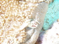 Porcelain Crabs on seapen Lissoporcellana cf nakasonei Porcelain Crabs on seapen Lissoporcellana cf nakasonei
