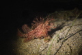 ambon scorpionfish ambon scorpionfish