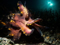 Flamboyant Cuttlefish Flamboyant Cuttlefish