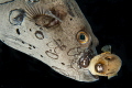 Mature puffinfish caring a baby one. Mature puffinfish caring a baby one.