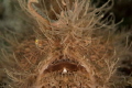 Bad Hair day. Hairy Frogfish Bad Hair day. Hairy Frogfish