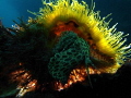 Cymatium parthenopeum
Giant Hairy Triton Cymatium parthenopeum
Giant Hairy Triton