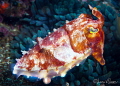 Broadclub cuttlefish/Photographed with a Canon 60 mm macro lens at Alor Indonesia Broadclub cuttlefish/Photographed with a Canon 60 mm macro lens at Alor Indonesia