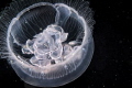 jelly fish jelly fish