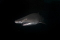 Sand Tiger Shark on Aeolus wreck Sand Tiger Shark on Aeolus wreck
