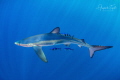 Blue Shark with 3 pilots fish Cabo San Lucas M xico Blue Shark with 3 pilots fish Cabo San Lucas M xico