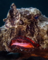 Action Batfish Crash Boat Aguadilla PR. Action Batfish Crash Boat Aguadilla PR.