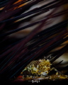 Bubble Bee Shrimp. By Nikon Z7 105mm Nauticam housing Nikon SB10 Strobe. Bubble Bee Shrimp. By Nikon Z7 105mm Nauticam housing Nikon SB10 Strobe.