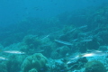 Yellowtail Barracuda Sphyraena flavicauda on the reef Yellowtail Barracuda Sphyraena flavicauda on the reef