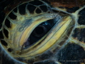 The eye of the beholder... The eye of the beholder...