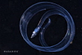 eel eel