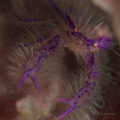 Pink hairy squat lobster Lauriea siagiani Pink hairy squat lobster Lauriea siagiani