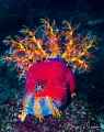 Sea apple feeding/Photographed with a Canon 60 mm macro lens at Alor Indonesia Sea apple feeding/Photographed with a Canon 60 mm macro lens at Alor Indonesia