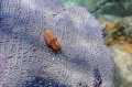 Destructive. Beauty A Flamingo Tongue Snail on a Sea Fan in St. Thomas. Taken with TG 4 Destructive. Beauty A Flamingo Tongue Snail on a Sea Fan in St. Thomas. Taken with TG 4