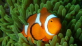 While diving in Lembeh Strait I came upon a very active False Clown Fish who looked beautiful nestled in its sea anemone home. While diving in Lembeh Strait I came upon a very active False Clown Fish who looked beautiful nestled in its sea anemone home.