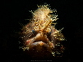 Hairy frogfish in Lembeh Strait Hairy frogfish in Lembeh Strait