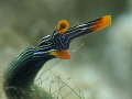 DUCK Thuridilla gracilis DUCK Thuridilla gracilis