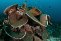 gulf of Tadjourah Djibouti gulf of Tadjourah Djibouti