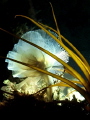 Phoronis australis
Marine horseshoe worm Phoronis australis
Marine horseshoe worm