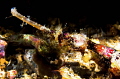 Winged pipefish/Photographed with a Canon 60 mm macro lens and SMC 1 at Alor Indonesia Winged pipefish/Photographed with a Canon 60 mm macro lens and SMC 1 at Alor Indonesia