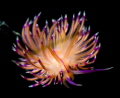 Flabellina on the jump. Flabellina on the jump.