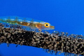 Wire coral goby with her mature eggs. Wire coral goby with her mature eggs.