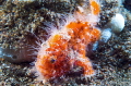 Juvenile hairy frogfish/Photographed with a Canon 60 mm macro lens at Anilao Philippines Juvenile hairy frogfish/Photographed with a Canon 60 mm macro lens at Anilao Philippines