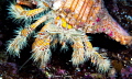 Hairy yellow hermit crab/Photographed with a Canon 60 mm macro lens at Alor Indonesia Hairy yellow hermit crab/Photographed with a Canon 60 mm macro lens at Alor Indonesia