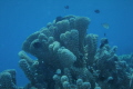 Marine Life Marine Life
