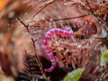 Worm Worm
